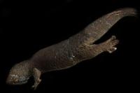 picture of Madagascar Fish Scaled Gecko Med                                                                     Geckolepsis maculata